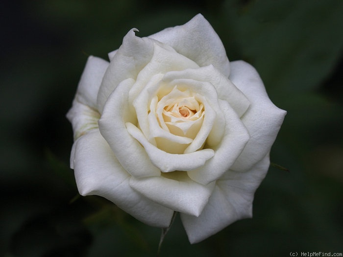 'Pacesetter' rose photo