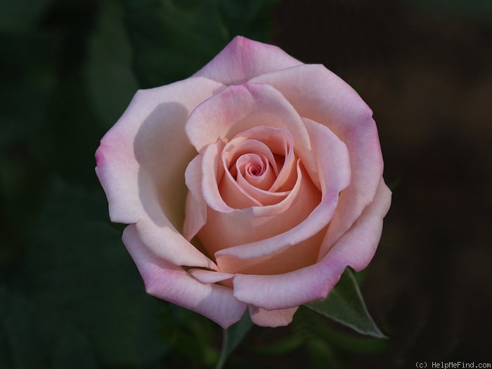 'Show Stopper™' rose photo