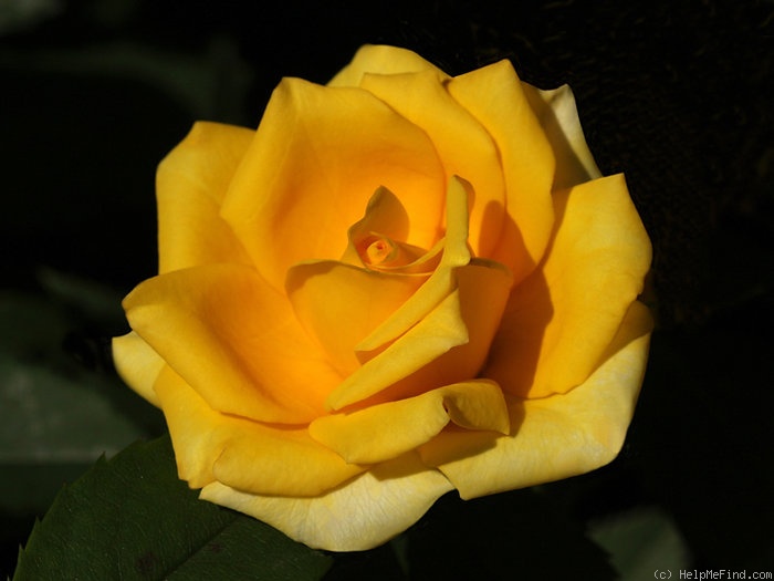 'Ty ™' rose photo