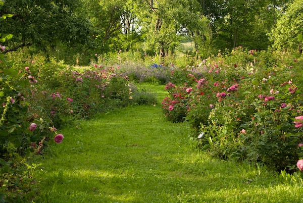 'Sibirkos Rožynas'  photo