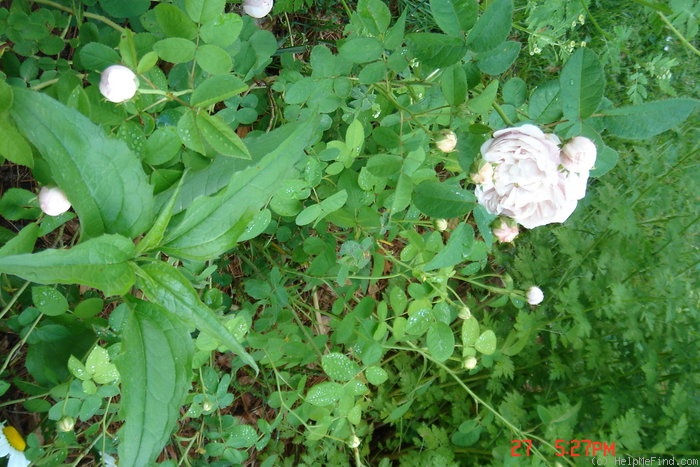 'Duchesse De Montebello (hybrid China, Laffay, 1824)' rose photo