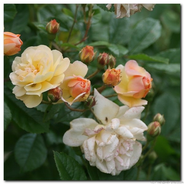 'Ghislaine de Féligonde' rose photo