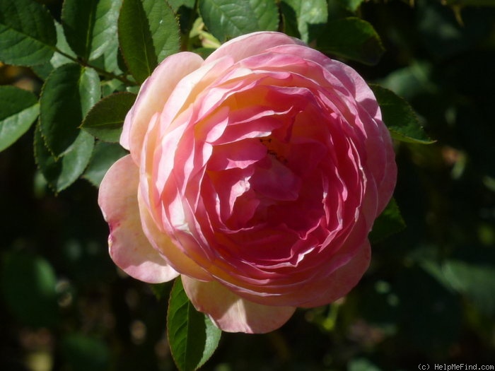 'Rosomane Janon ®' rose photo