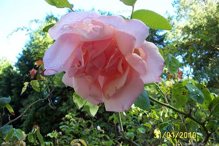 'Mrs. Arthur Robert Waddell' rose photo