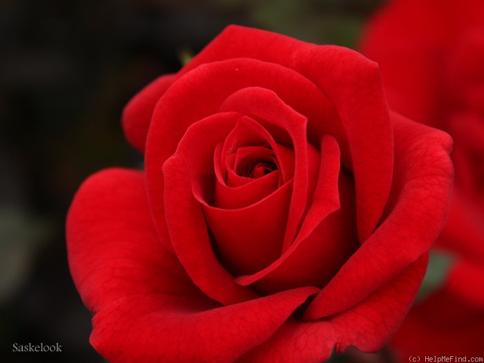 'Gartenzauber '84' rose photo