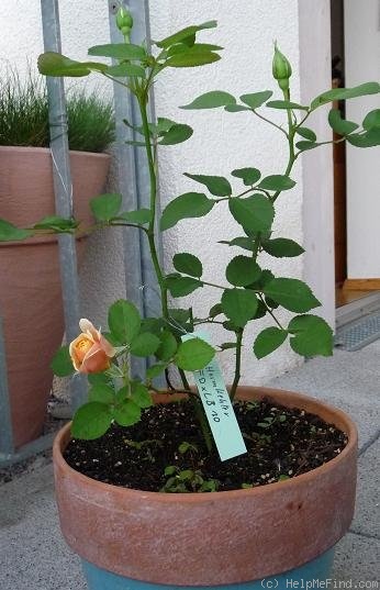 'Heimkehrer' rose photo
