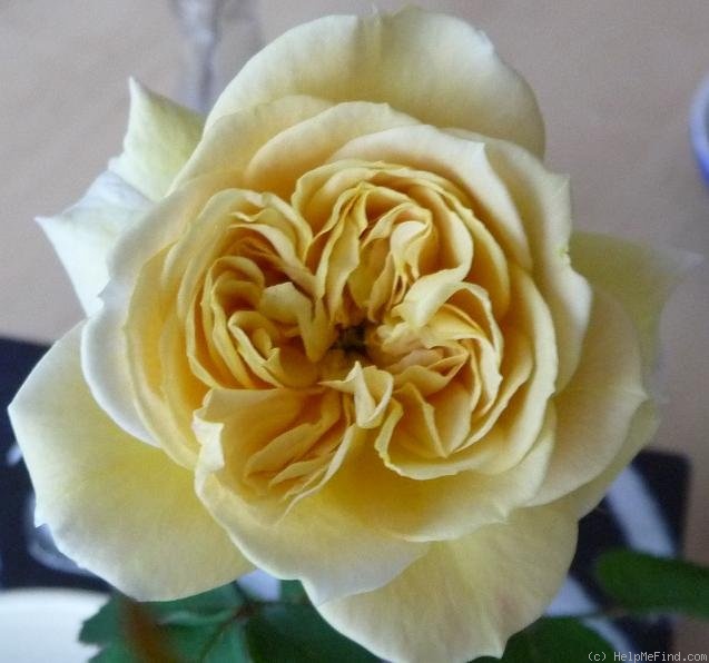 'Sonnhalde' rose photo