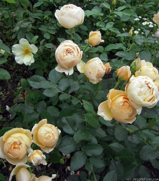 'Jude the Obscure' rose photo