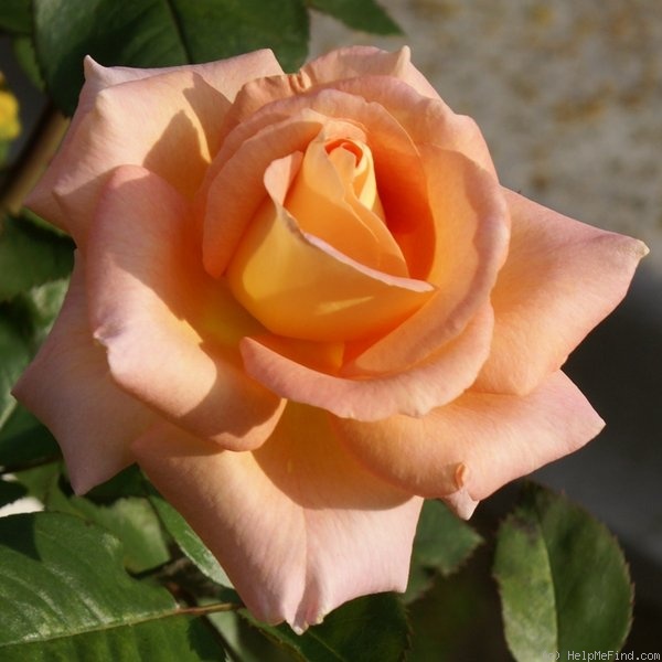 'King's Macc' rose photo