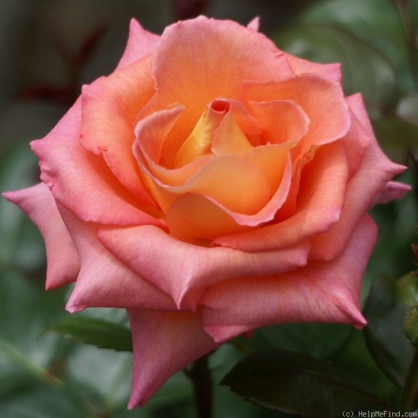 'King's Macc' rose photo