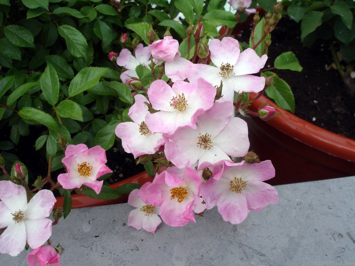 'Ballerina (hybrid musk, Bentall, 1937)' rose photo