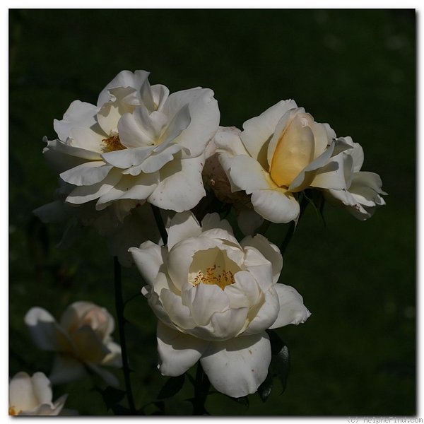 'Grand Nord ®' rose photo