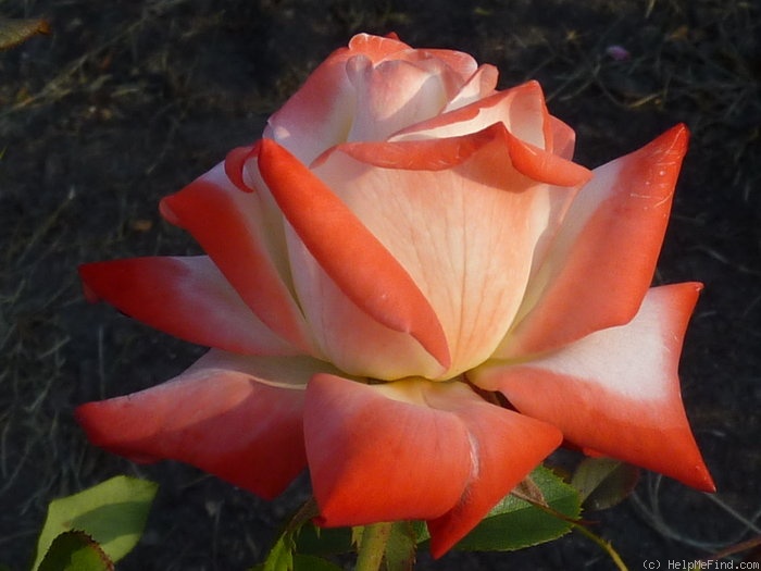 'Impératrice Farah ®' rose photo