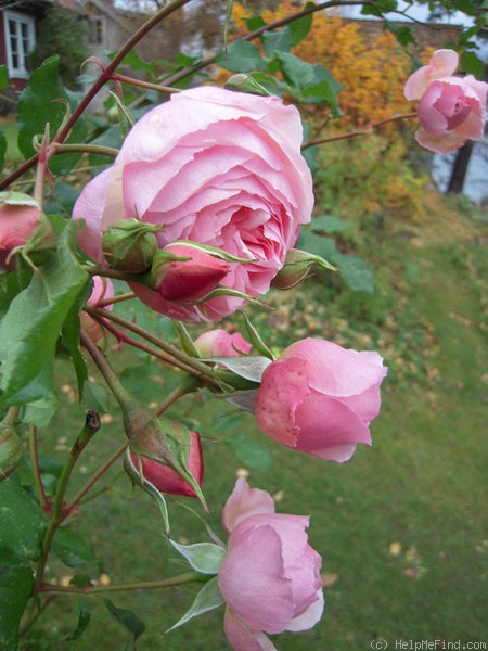 'Heritage ®' rose photo