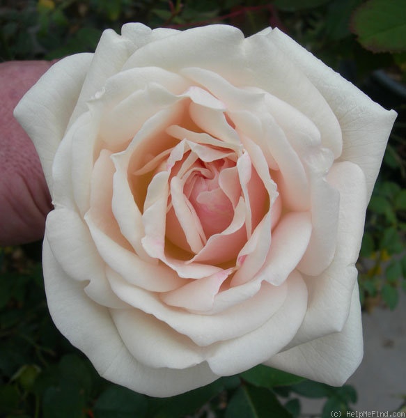 'Faith Whittlesey ™' rose photo