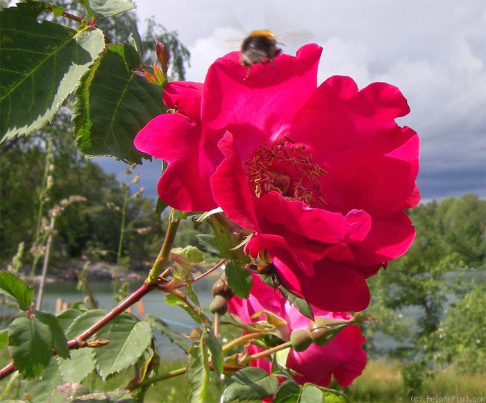 'Eddie's Jewel' rose photo