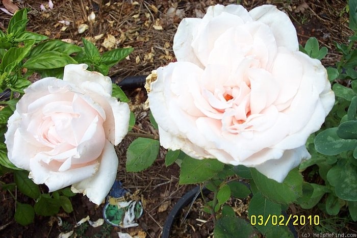 'Lady Edgeworth David' rose photo