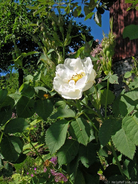 '<i>R. alba suaveolens</i>' rose photo