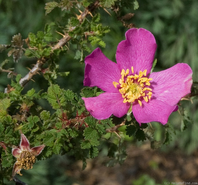 '<i>Rosa minutifolia</i> Engelmann' rose photo