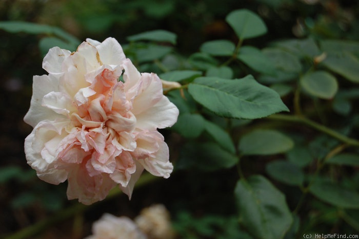 'Laurette (tea, Robert, 1853)' rose photo