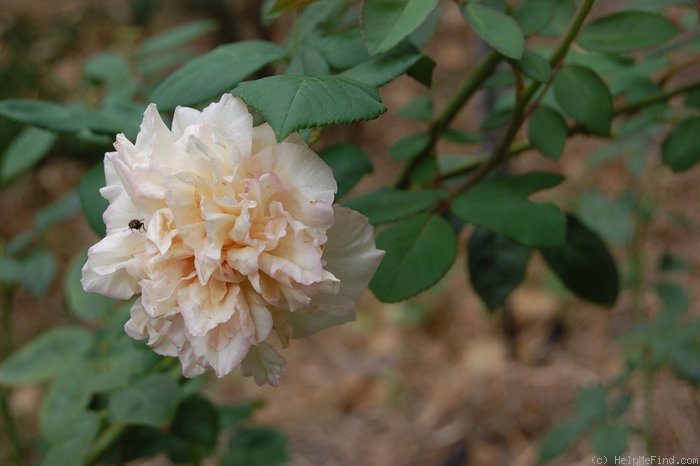'Laurette (tea, Robert, 1853)' rose photo