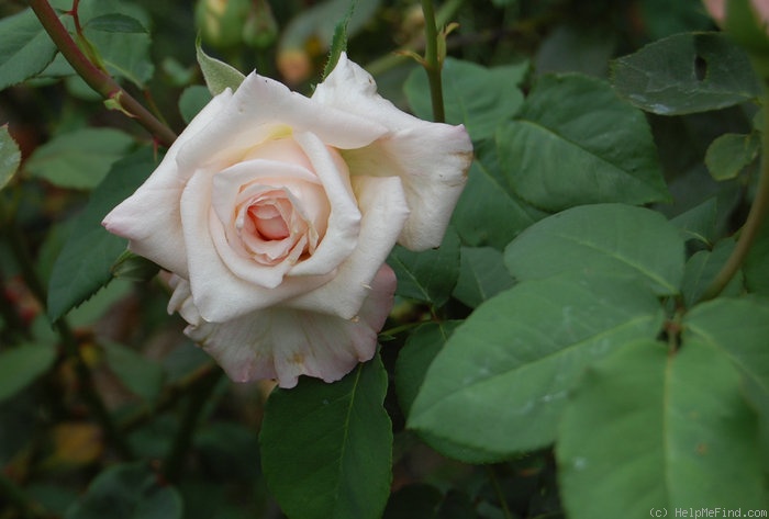 'William R. Smith' rose photo