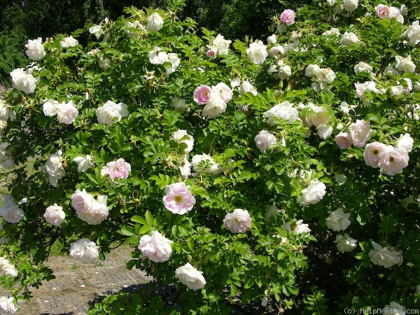 'Ritausma' rose photo