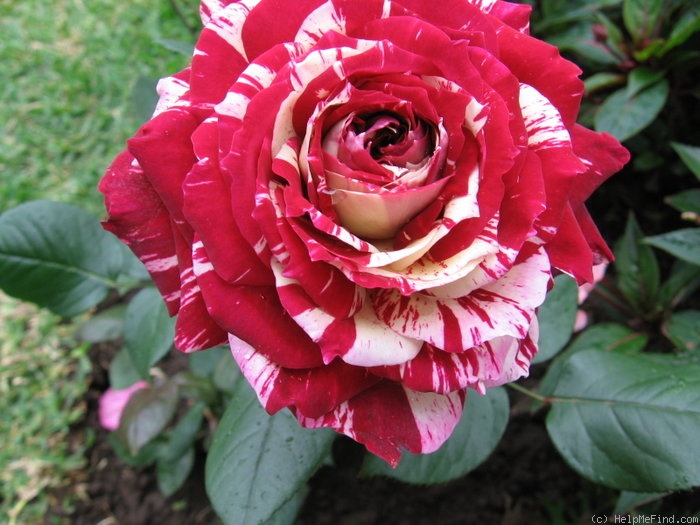 'Julio Iglesias ® (floribunda, Meilland, 2004)' rose photo