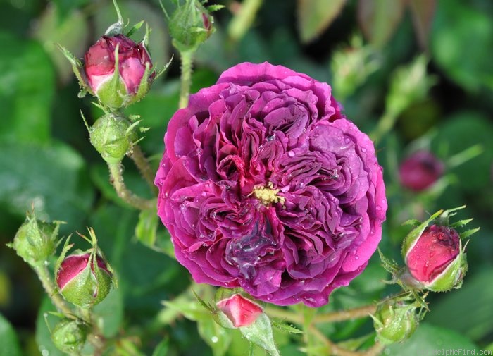 'Erinnerung an Brod' rose photo