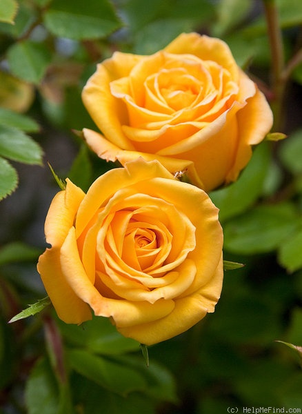 'Golden Horizon ™' rose photo