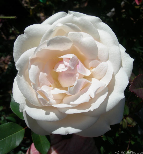 'Faith Whittlesey ™' rose photo