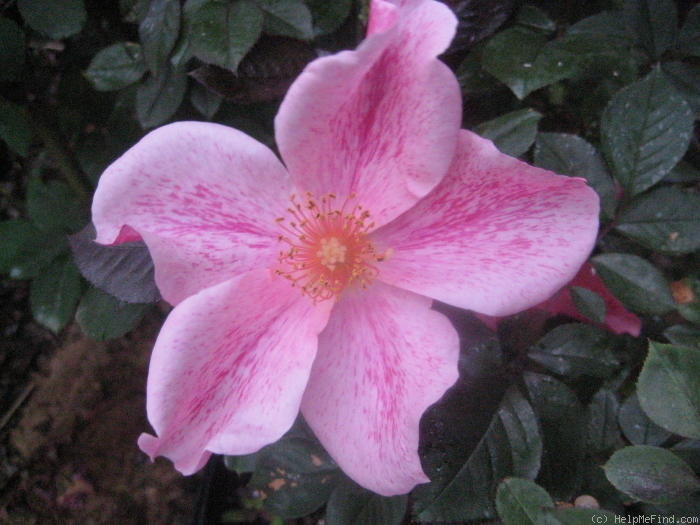 'The Imposter (Shrub, Meilland, 2006)' rose photo