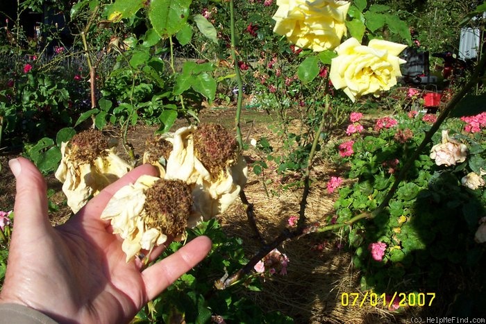'Souvenir de Claudius Pernet' rose photo