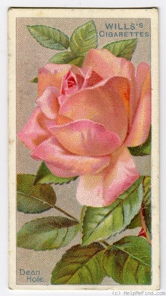 'Dean Hole (hybrid tea, Dickson, 1904)' rose photo