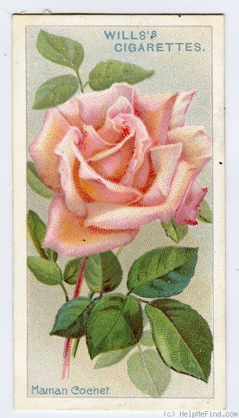 'Maman Cochet (Tea, Cochet, 1890)' rose photo