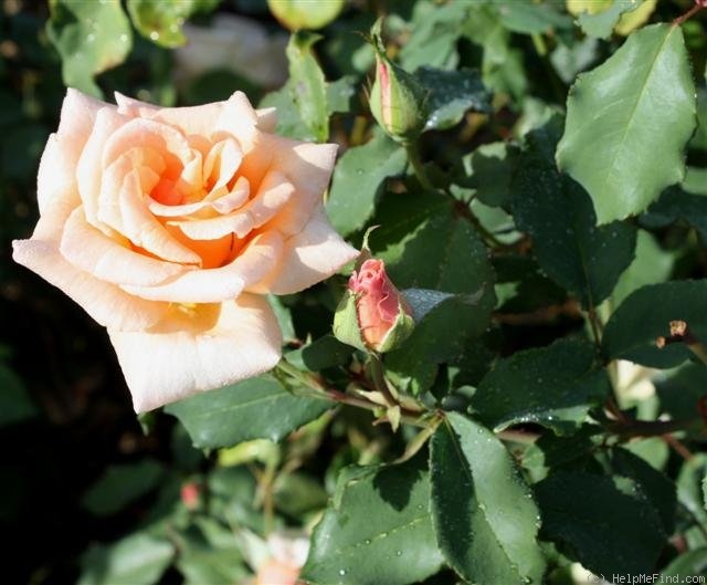 'Mrs. Dunlop Best' rose photo