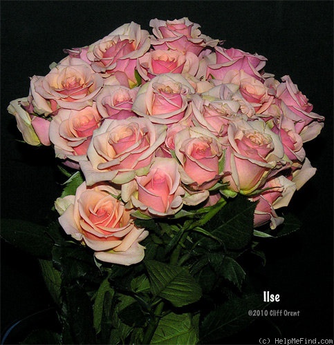 'INTerelsaki' rose photo