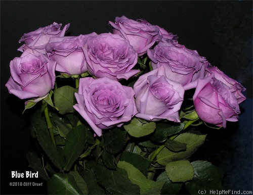 'Blue Bird ® (florists rose Tantau)' rose photo