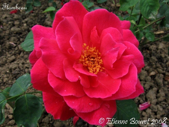 'Flambeau' rose photo