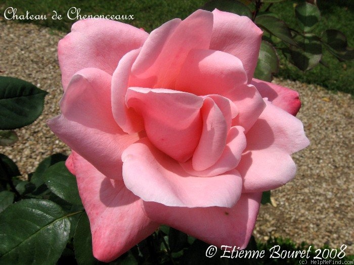 'Château de Chenonceaux' rose photo