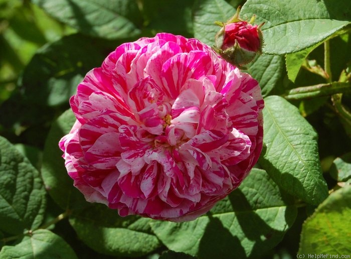 'Camaïeux (Hybrid Gallica, Gendron, 1826)' rose photo