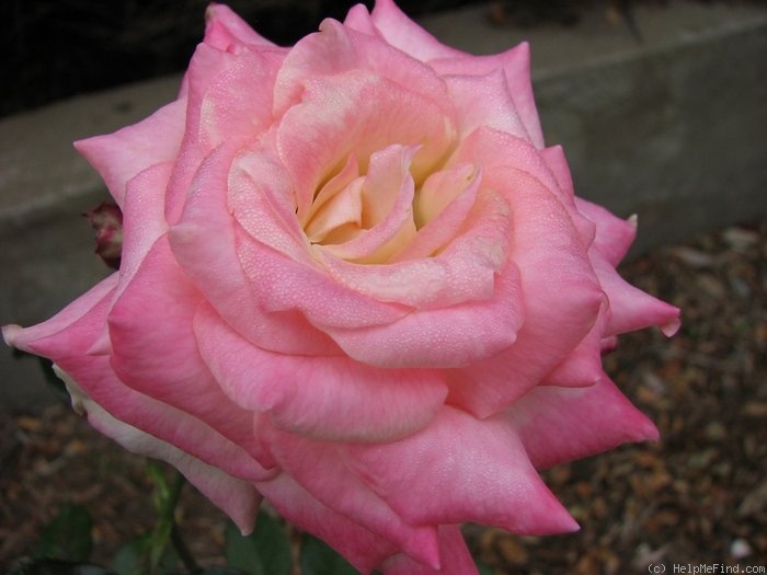 'Kordes' Perfecta' rose photo