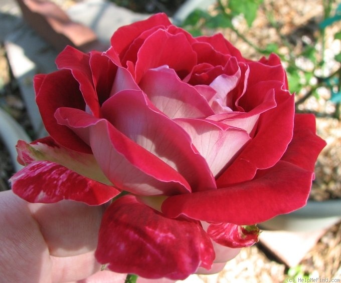 'Snowfire' rose photo
