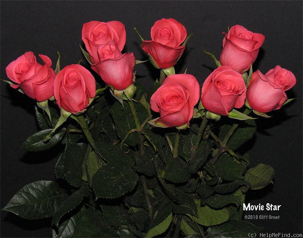 'Movie Star ®' rose photo