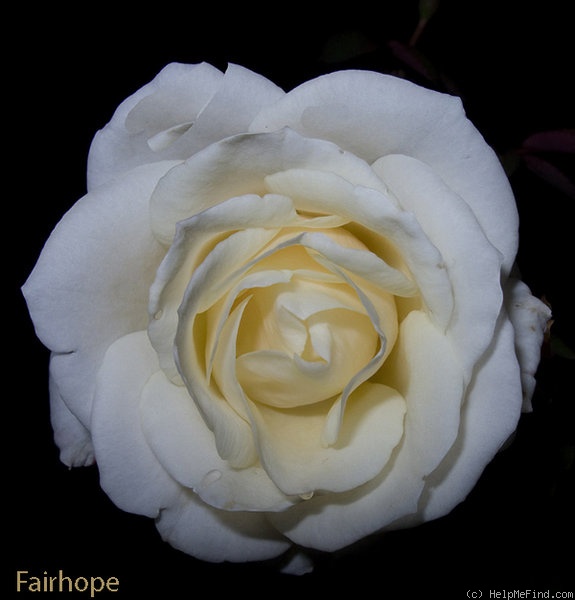 'Fairhope' rose photo