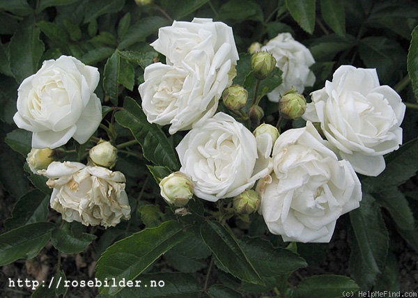 'Yvonne Rabier' rose photo