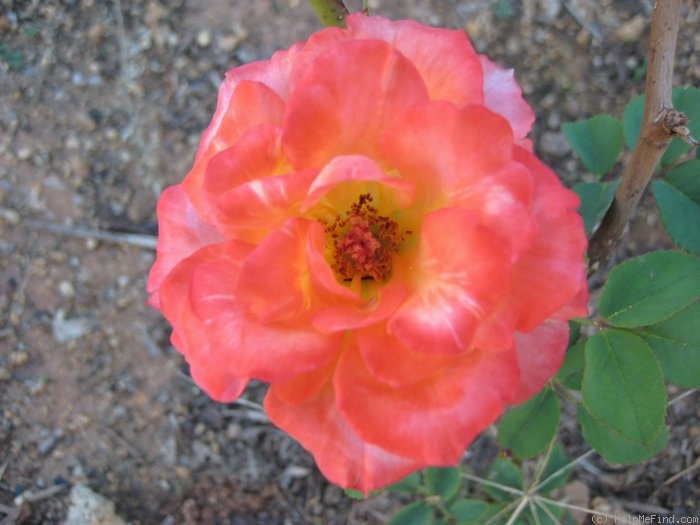 'Apricot Gem' rose photo
