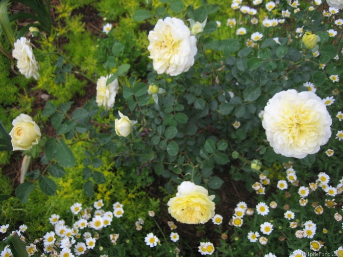 'Charlotte (shrub, Austin before 1992)' rose photo