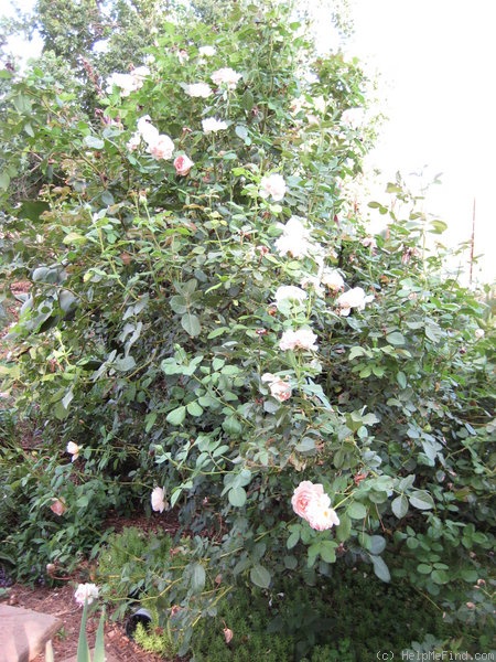 'Jude the Obscure' rose photo