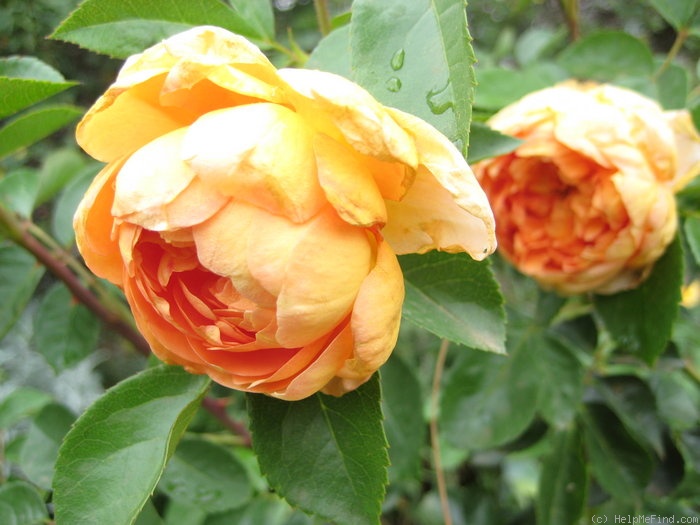 'Pat Austin ™' rose photo
